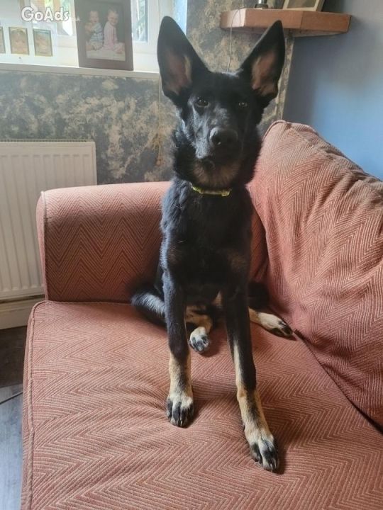 German shepherd pups kc registered