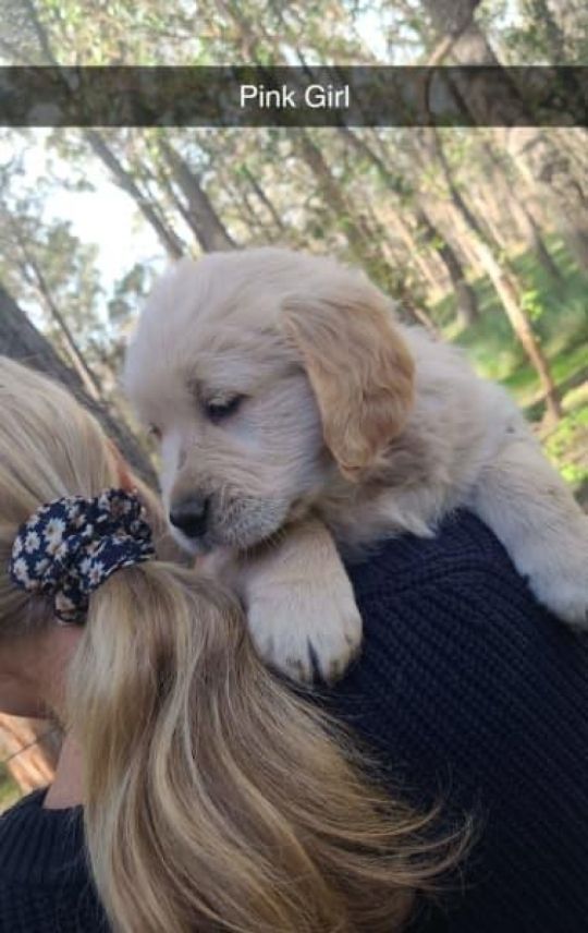 Golden retriever puppies 100% Purebred DNA Clear