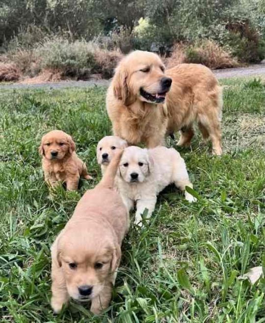 Golden retriever puppies for adoption sale