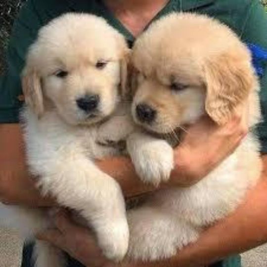 Golden retriever Puppies for sale.