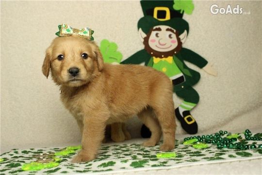 Golden retriever puppies for salead