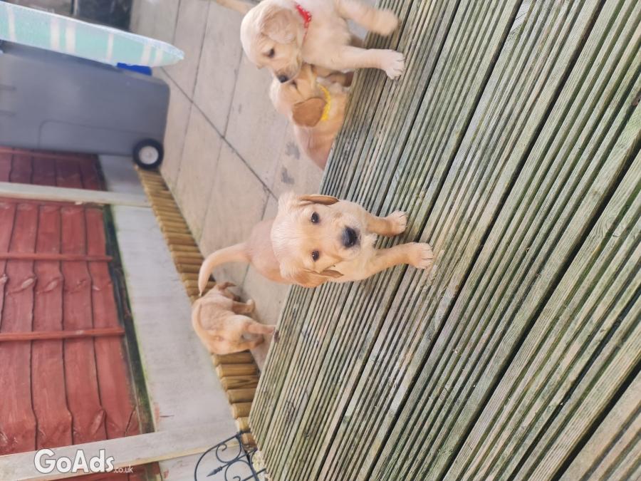Golden retriever puppies ready to go