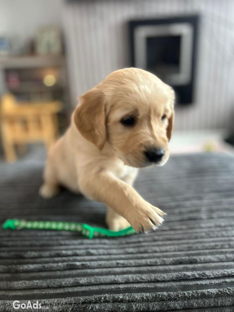 Golden retriever puppies ready to go