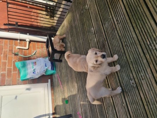 Golden retriever puppies ready to go