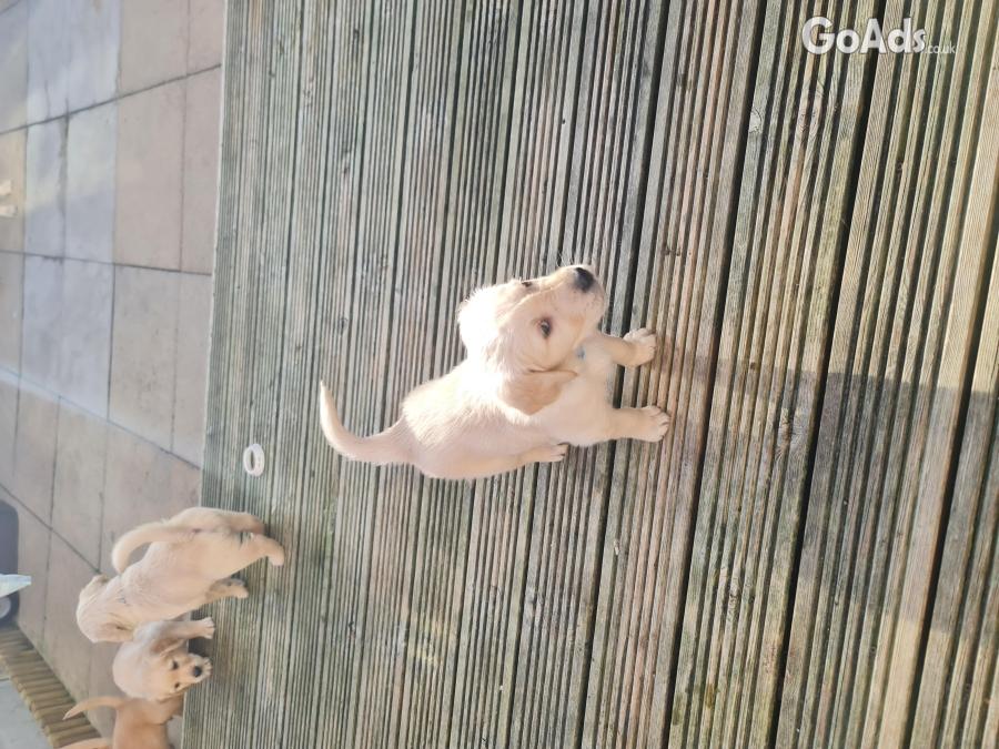 Golden retriever puppies ready to go