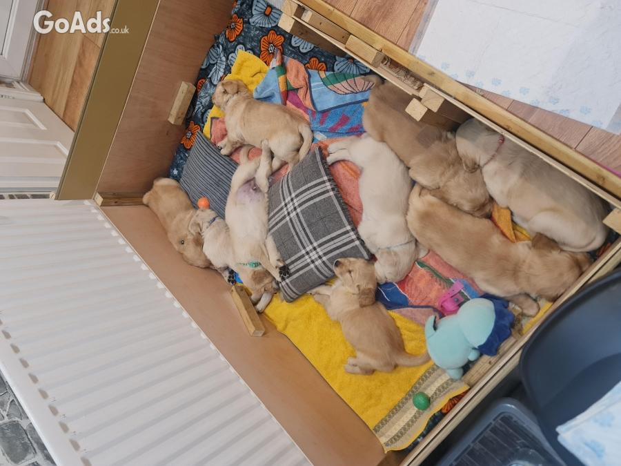 Golden retriever puppies ready to go