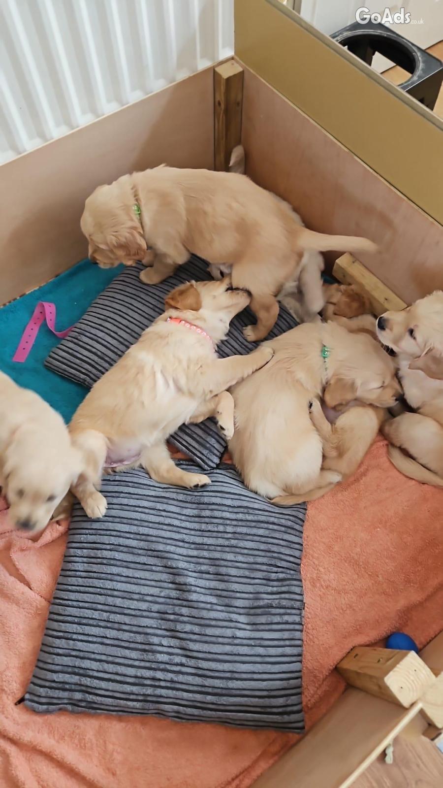 Golden retriever puppies ready to go