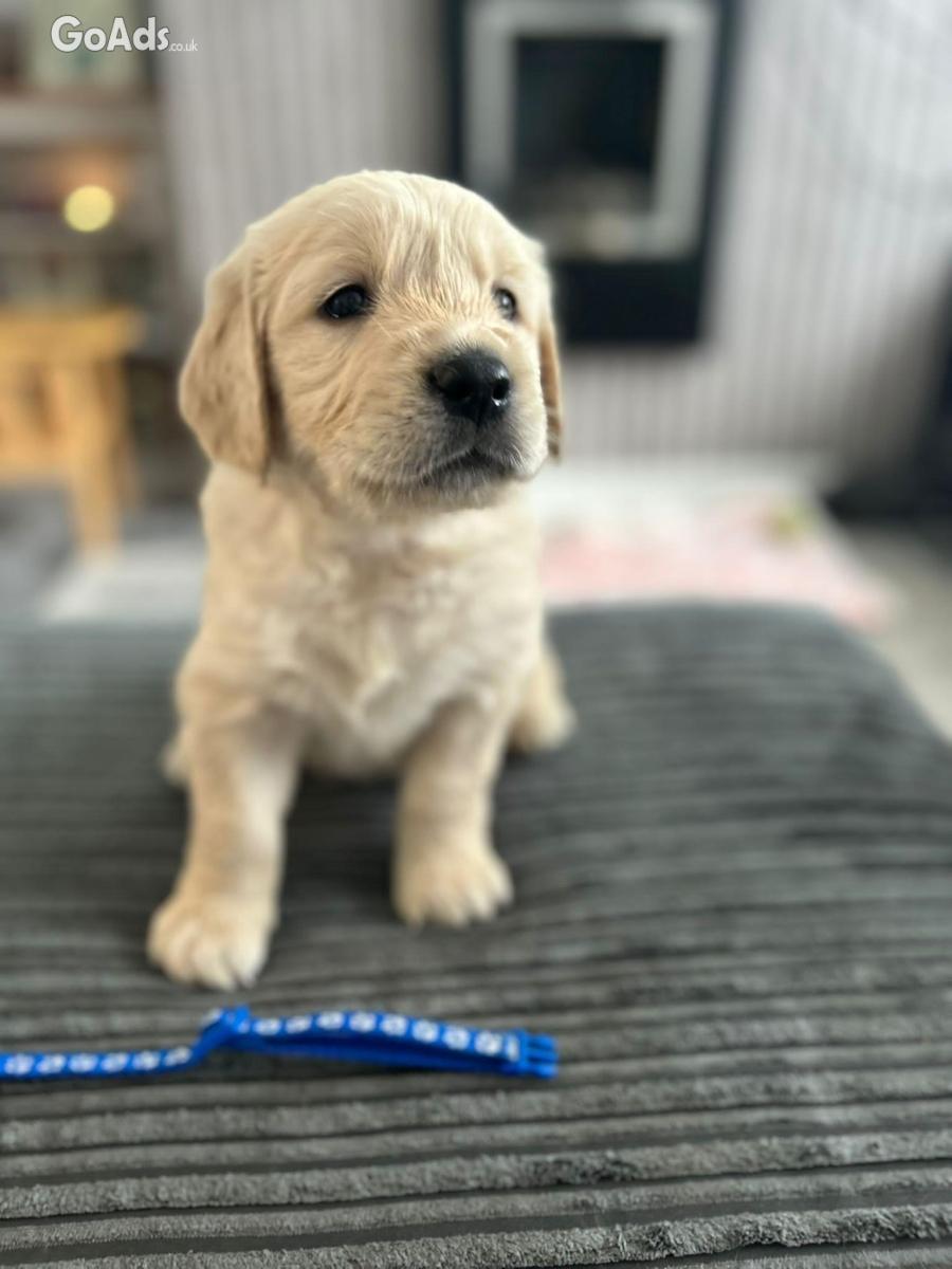 Golden retriever puppies ready to go