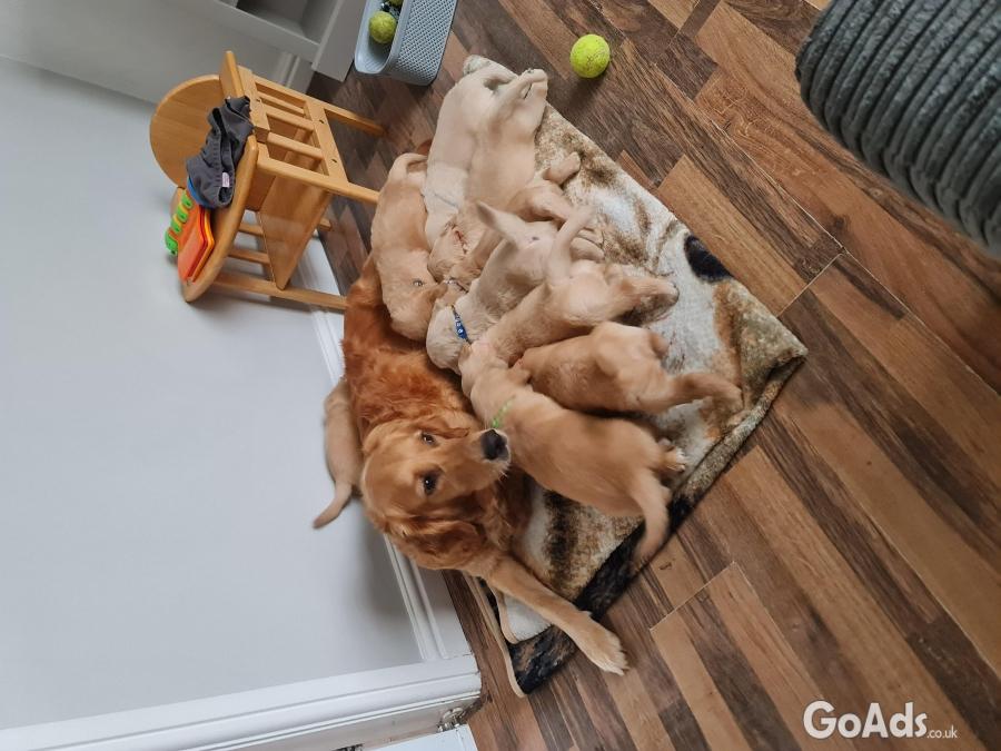 Golden retriever puppies ready to go