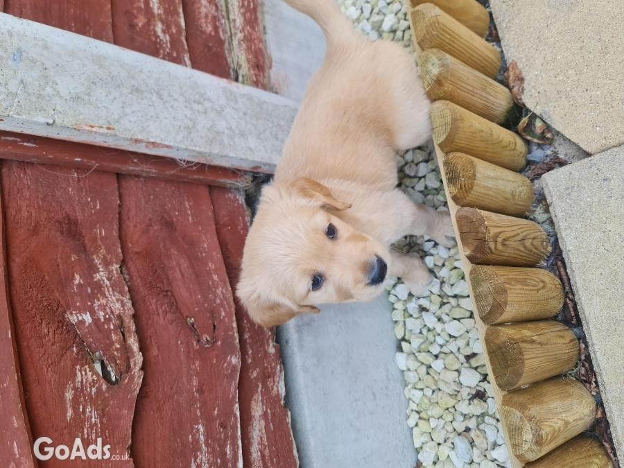 Golden retriever puppies ready to go