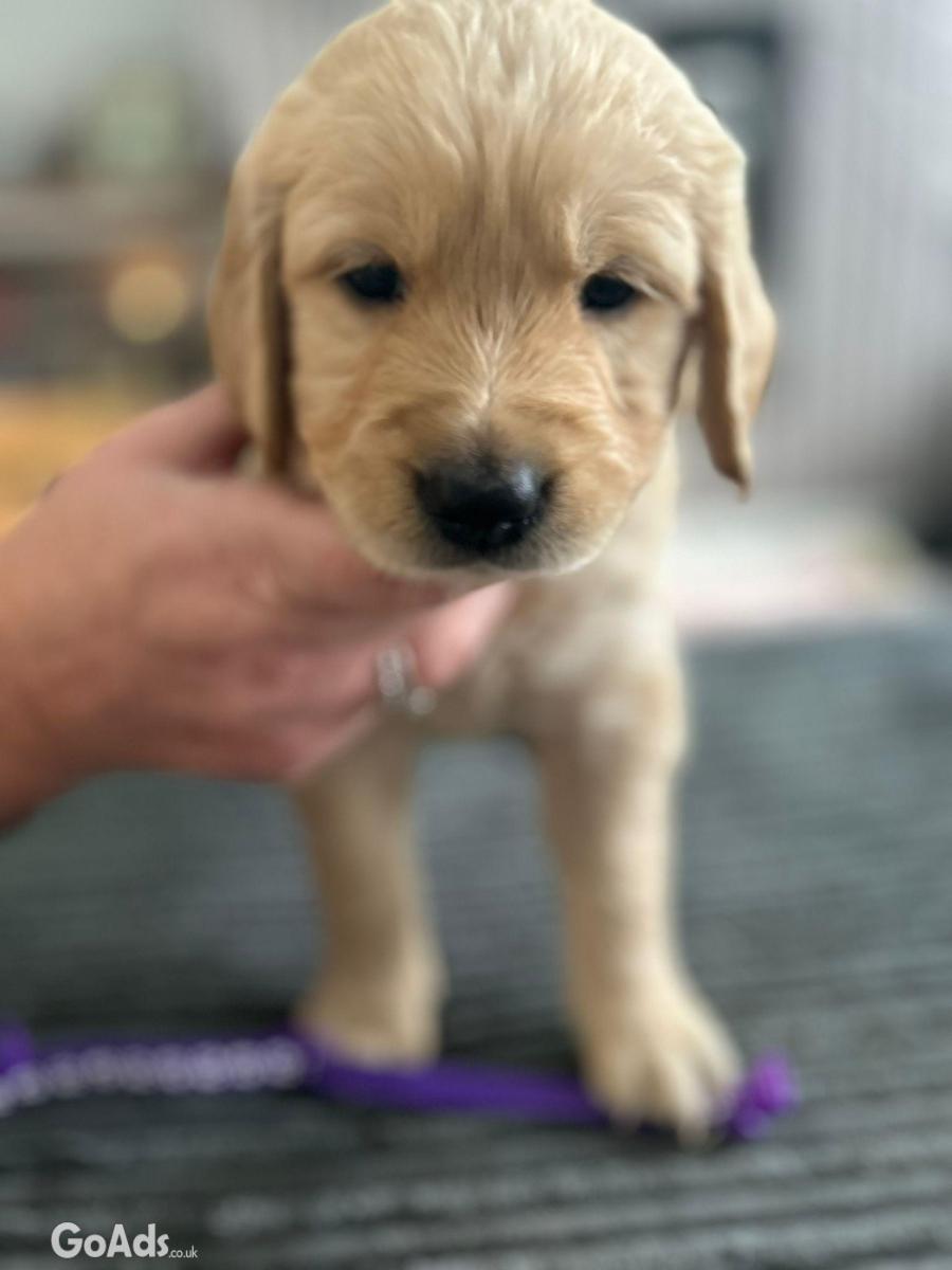 Golden retriever puppies ready to go