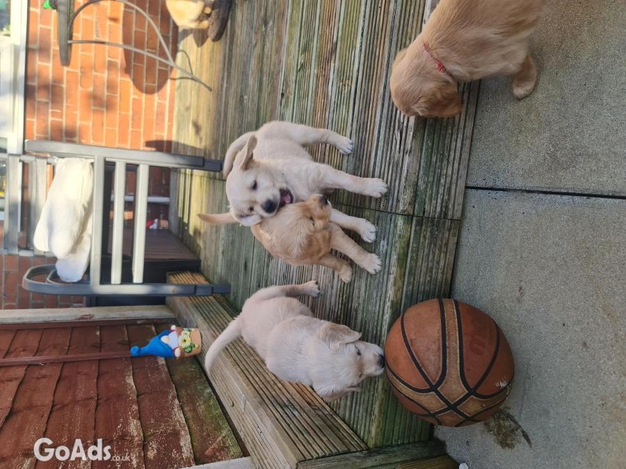 Golden retriever puppies ready to go