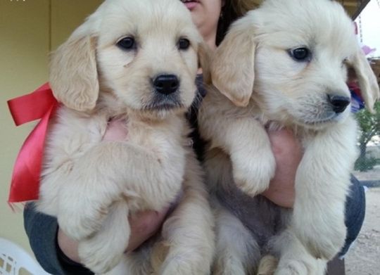 Golden Retriever Puppies