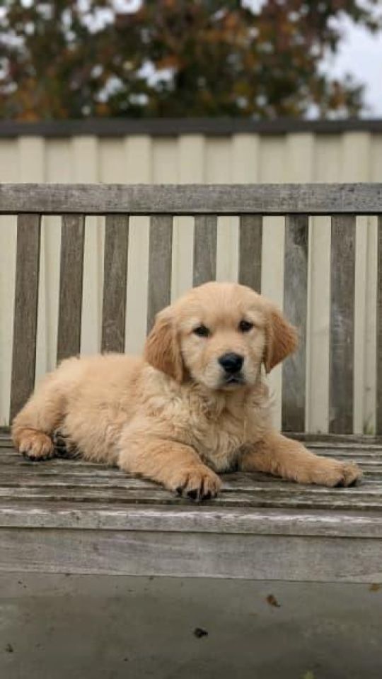 Golden Retriever pups male & female