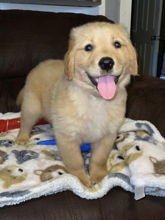 Golden Retrievers puppies for sale