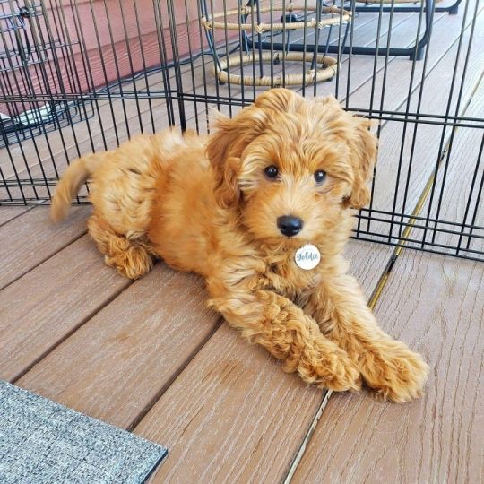 Goldendoodle Puppies