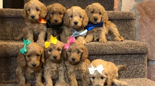 Goldendoodle ready now for a new home