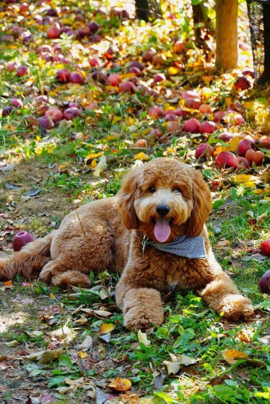 Goldendoodle