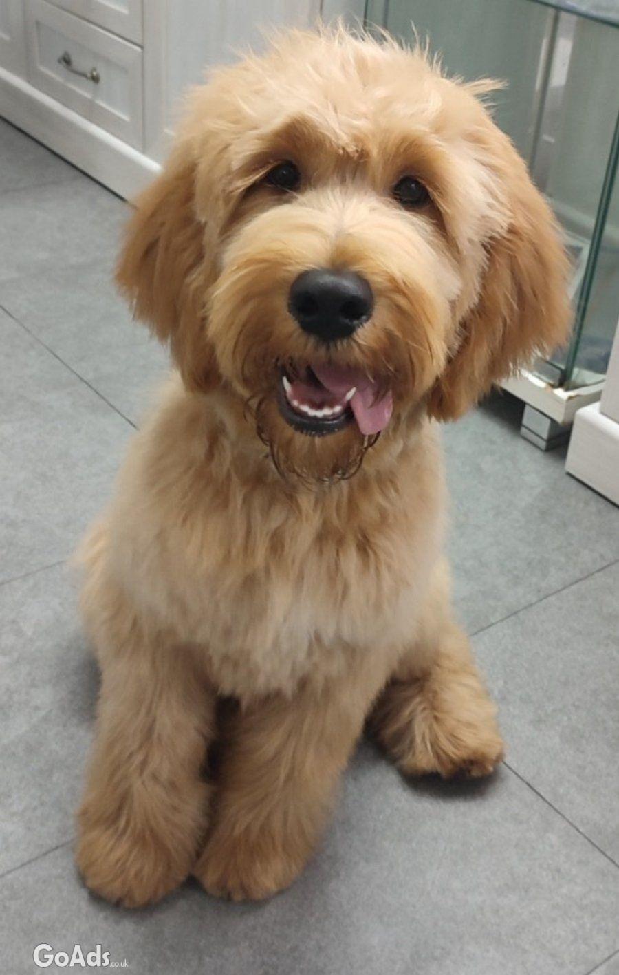 Goldendoodle