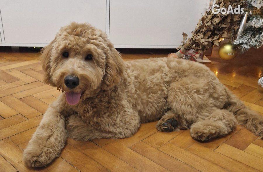 Goldendoodle