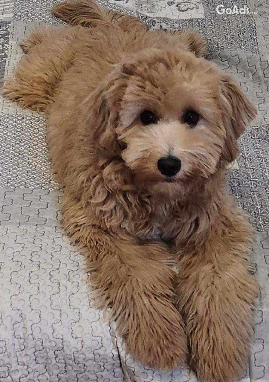 Goldendoodle