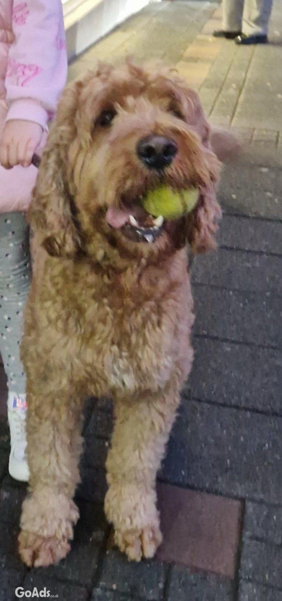 Goldendoodle