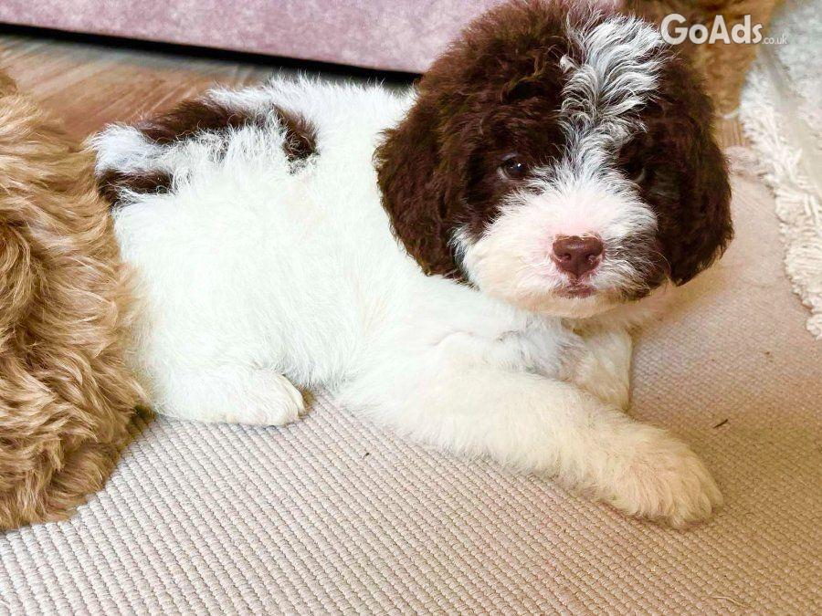 Goldendoodles and Labradoodles