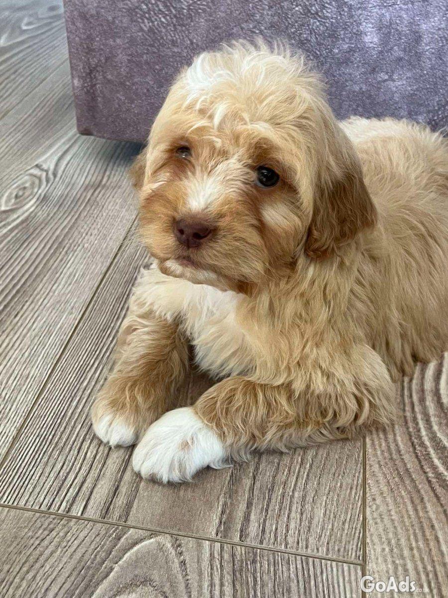 Goldendoodles and Labradoodles