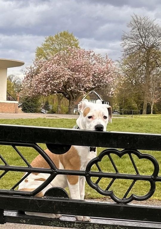 Good home urgent for puppy xxxxxxx