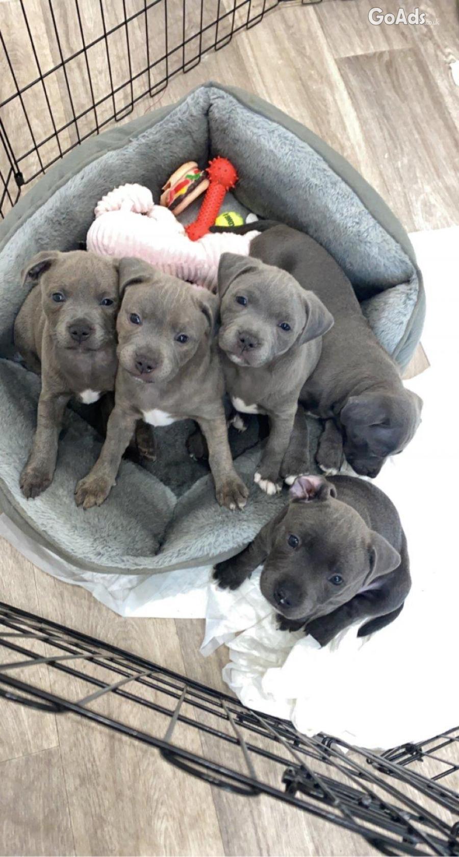 Gorgeous And Cute Blue Staffy Puppies