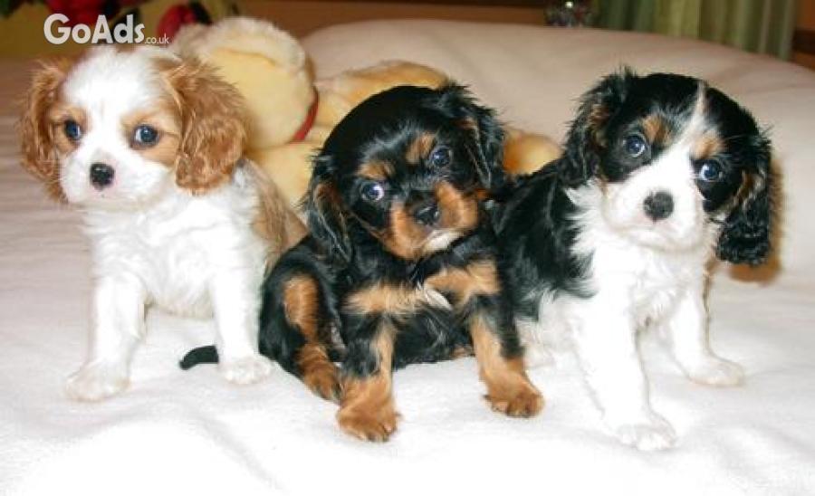 Gorgeous And Cute Cavalier King Charles Puppies