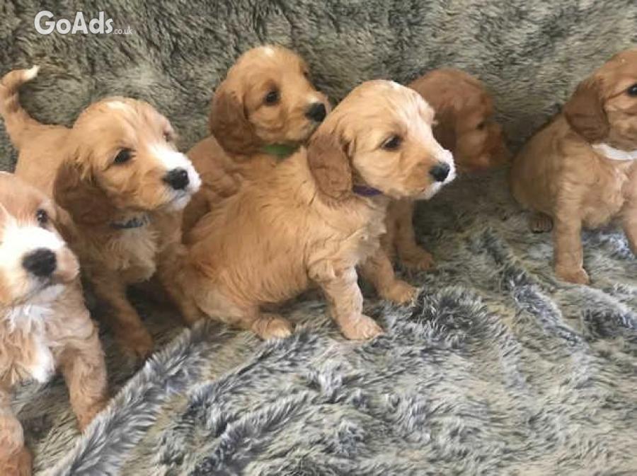 Gorgeous And Cute Cockapoo Puppies