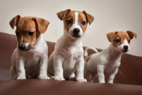 Gorgeous And Cute Jack Russell Terrier Puppies