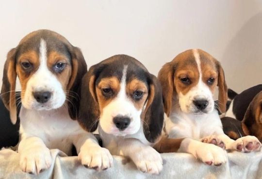 Gorgeous Beagle puppies