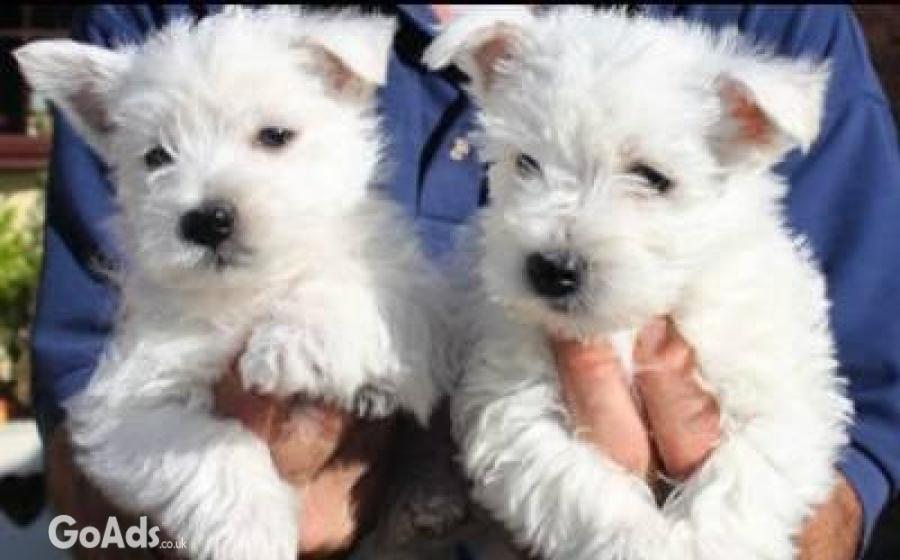 Gorgeous Beautiful West Highland Terrier Puppies