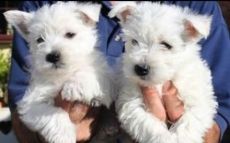 Gorgeous Beautiful West Highland Terrier Puppies
