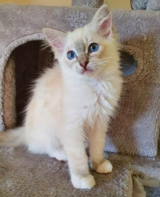 GORGEOUS BLUE RAGDOLL KITTEN FOR SALE