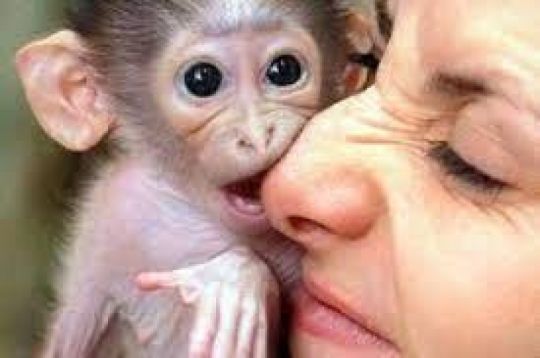 Gorgeous Capuchin monkey for sale
