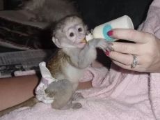 Gorgeous Capuchin Monkeys Now Available