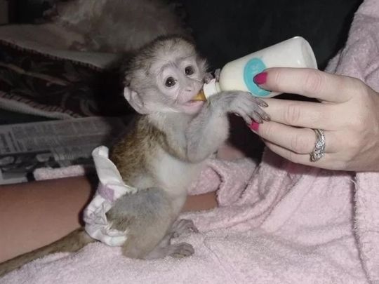 Gorgeous Capuchin Monkeys Now Available