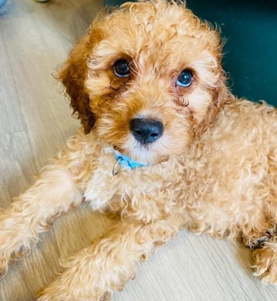 Gorgeous cavapoos from DNA tested parents