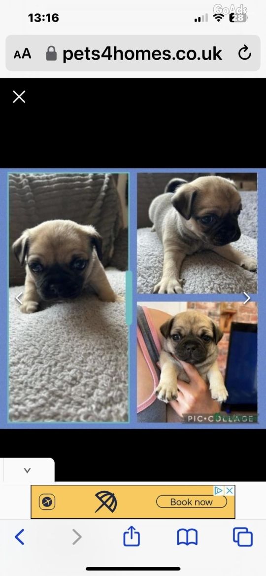 GORGEOUS CHUG BABIES