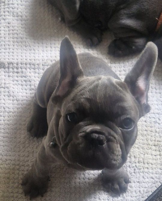 Gorgeous French Bulldog Puppies