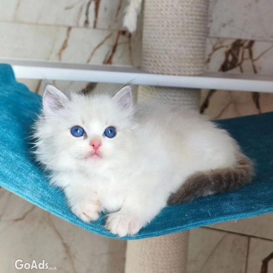 Gorgeous full Ragdoll kittens WhatsApp +447482162214