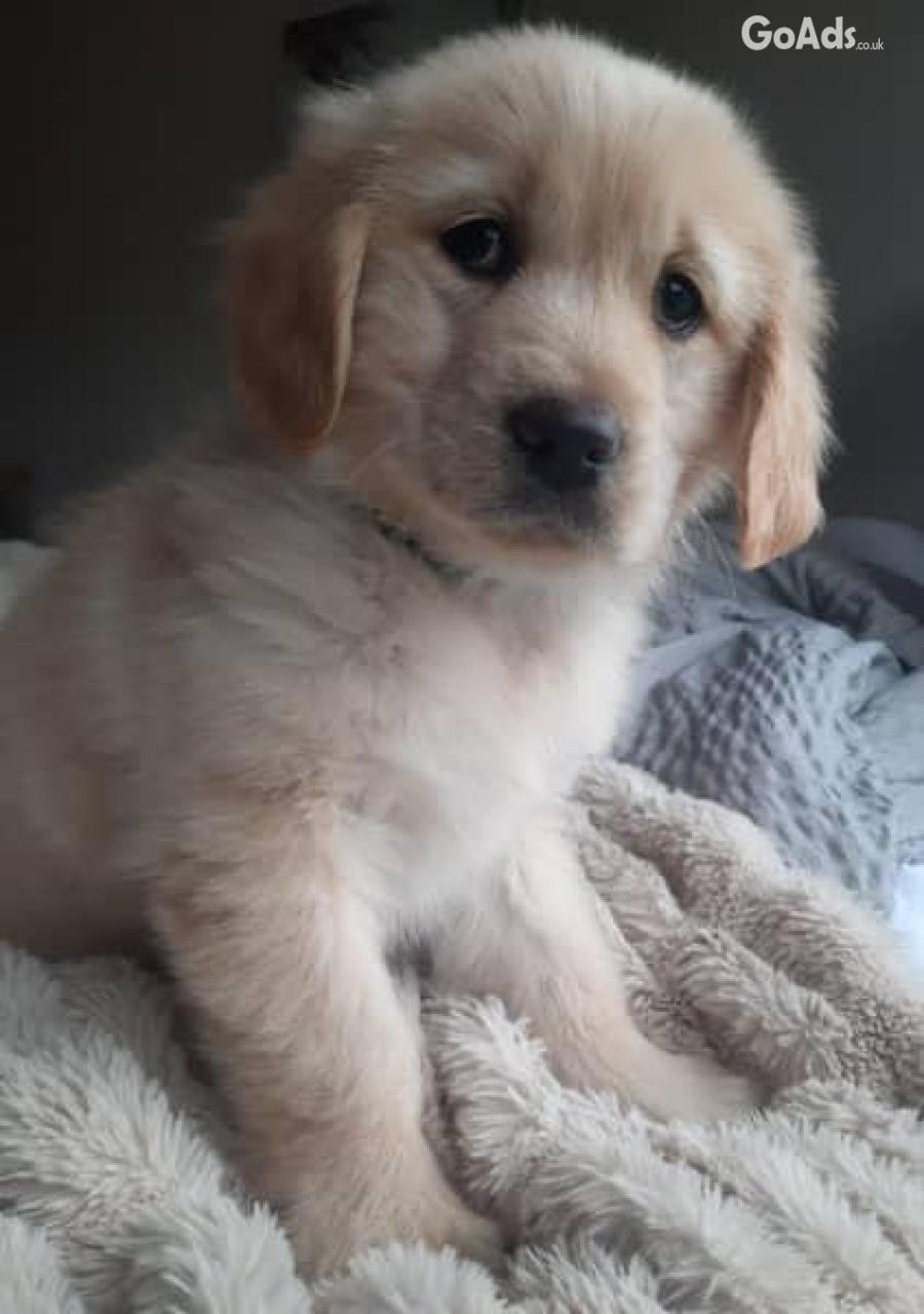 Gorgeous Golden Retriever puppies purebred Ready to go to new homes! 