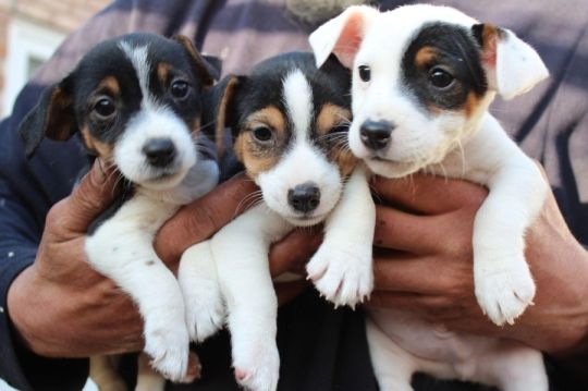 Gorgeous Jack Russell Puppies