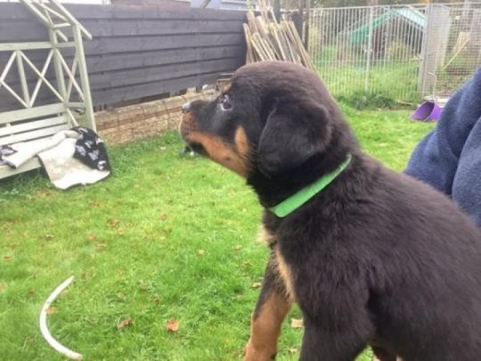 Gorgeous KC Registered Rottweiler Puppies