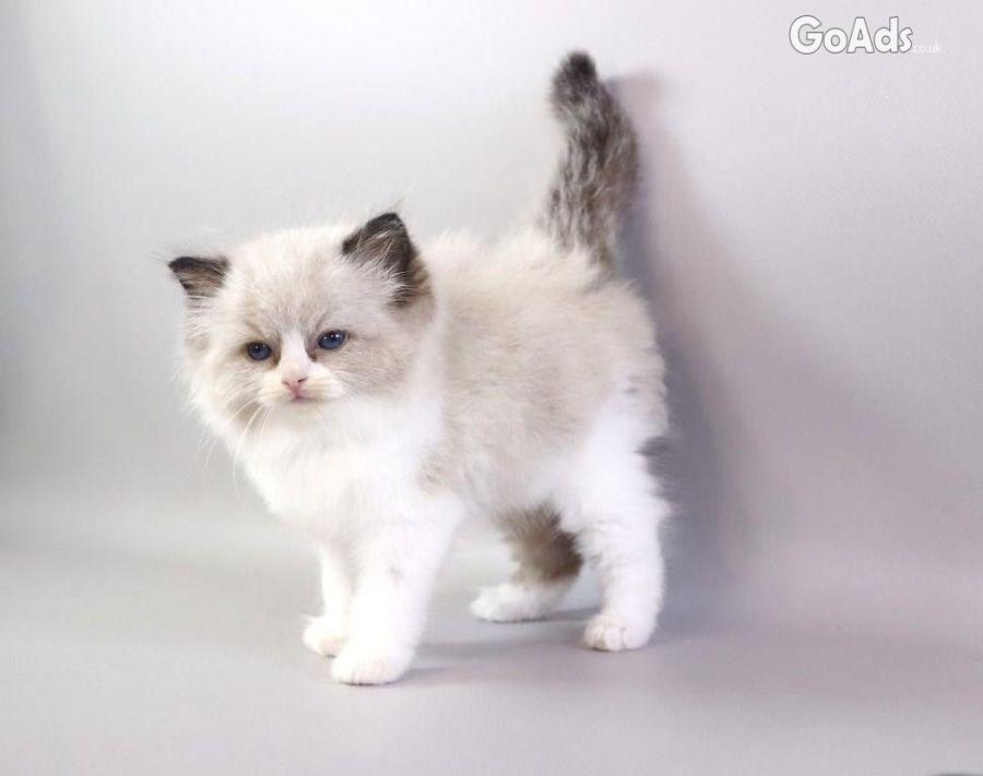 Gorgeous kittens for Adoption