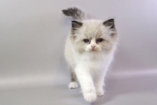 Gorgeous kittens for Adoption