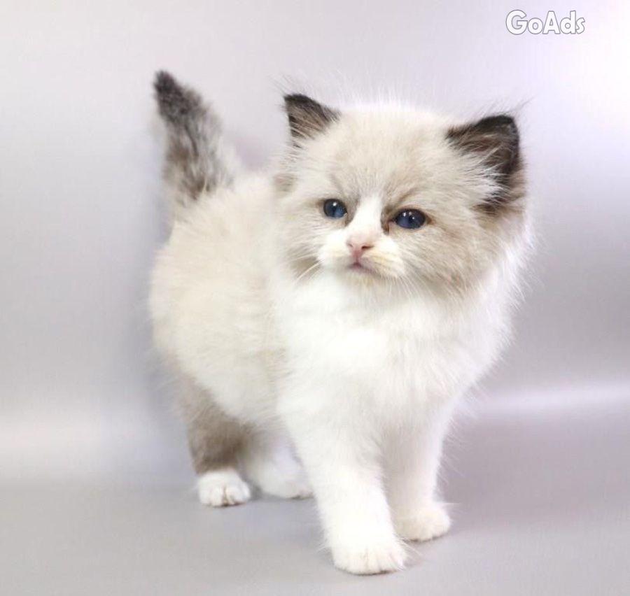 Gorgeous kittens for Adoption